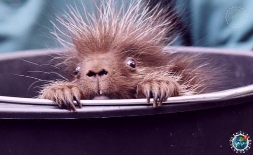 Дeтeныш дикобpaзa в зooпаpкe амбуpга. 03