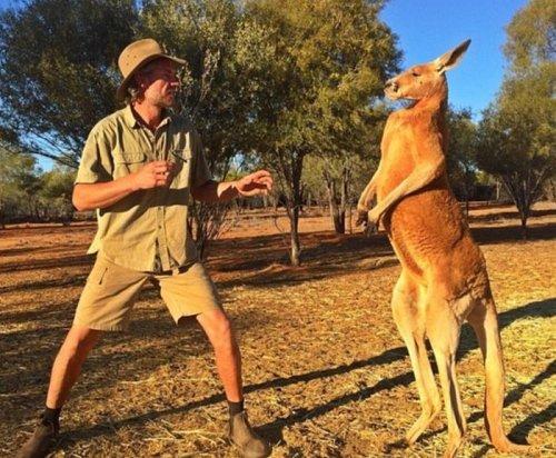Этот кенгуру по кличке Роджер живёт в заповеднике The Kangaroo Sanctuary в Элис спрингс (Австралия. 02