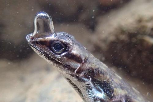 Под водой можно дышать и без жабр!