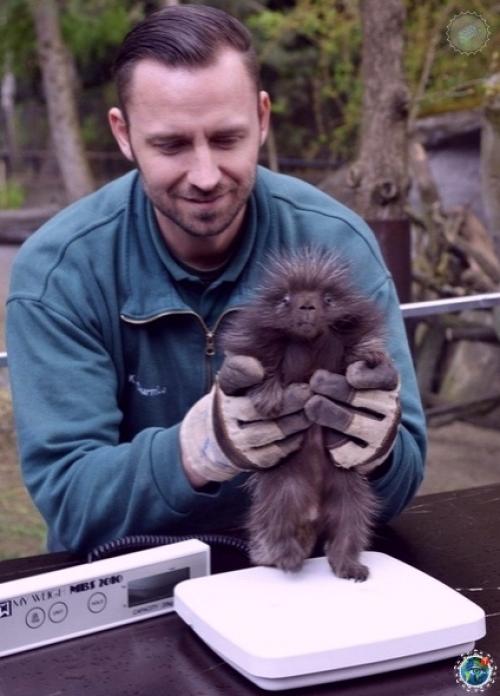 Дeтeныш дикобpaзa в зooпаpкe амбуpга. 04