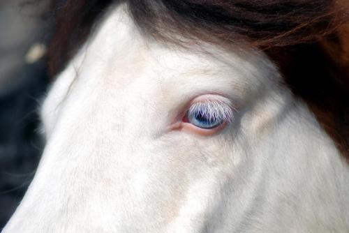 Белый, хвостатый: как выглядят животные - альбиносы. 04