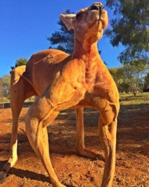 Этот кенгуру по кличке Роджер живёт в заповеднике The Kangaroo Sanctuary в Элис спрингс (Австралия. 01
