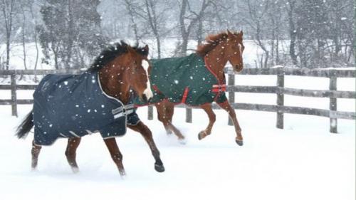 Конь метро научился рисовать и заработал на свое лечение. 04