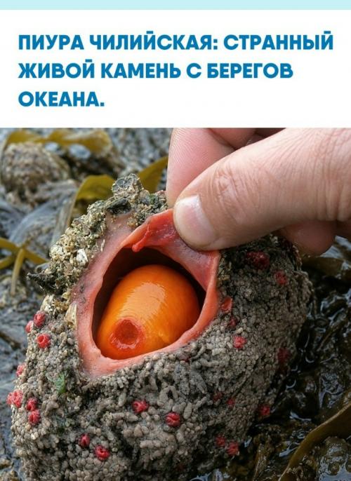 На побережье Чили и перу обитает пиура чилийская, существо, известное как живой камень.  