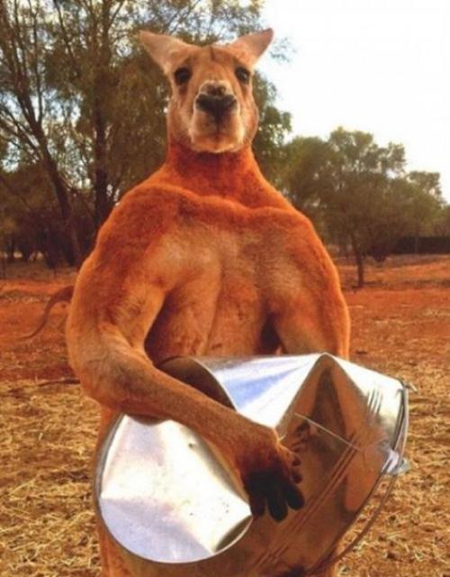 Этот кенгуру по кличке Роджер живёт в заповеднике 