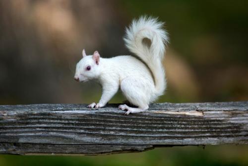 Белый, хвостатый: как выглядят животные - альбиносы. 06