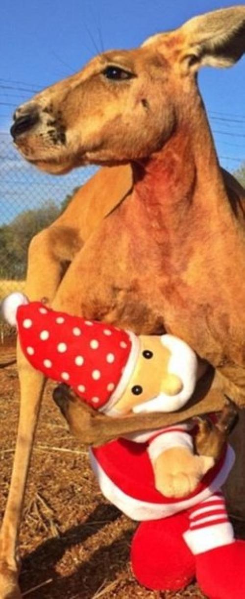 Этот кенгуру по кличке Роджер живёт в заповеднике The Kangaroo Sanctuary в Элис спрингс (Австралия. 04