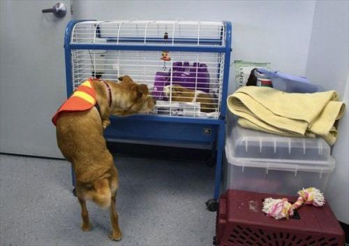 Собачка Вера родилась без передних ног и научилась ходить вертикально. 02