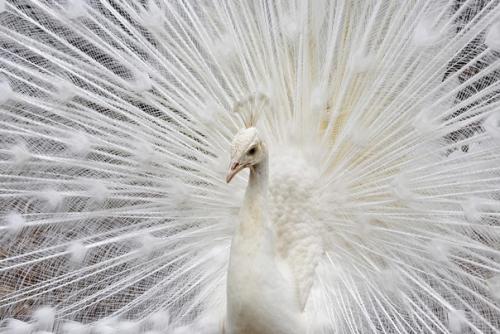 Белый, хвостатый: как выглядят животные - альбиносы. 05