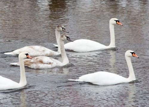 Все непомеченные лебеди - шипуны на Темзе принадлежат королеве Елизавете II.
