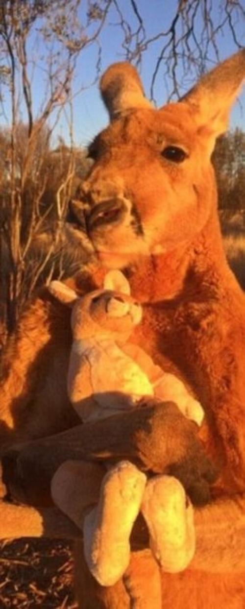 Этот кенгуру по кличке Роджер живёт в заповеднике The Kangaroo Sanctuary в Элис спрингс (Австралия. 07