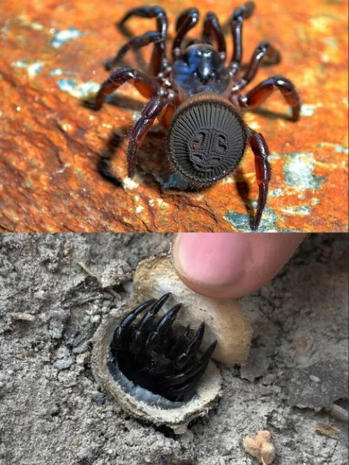 Зачем самый древний паук на планете на себе Печать носит? Зачем самый древний паук на планете на себе Печать носит?