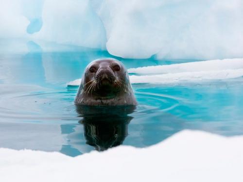 Ледовое царство Антарктиды. 02