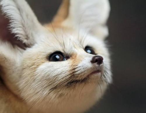 Самые умилительные в мире лисички - фенеки. 05