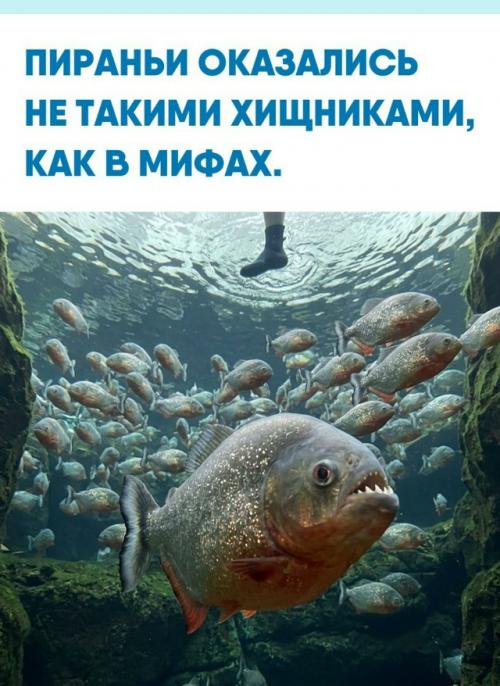 Пираньи прославились как рыбы, которые будто бы мгновенно бросаются на всё живое.  