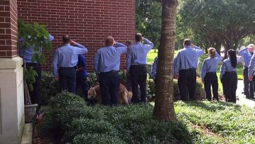 6 июня в техасе простились с последней собакой, участвовавшей в поисково-спасательной операции после терактов 11 сентября 2001 года в Нью-йорке. 03