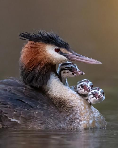 Знакомьтесь, это чомга. Знакомьтесь, это чомга.