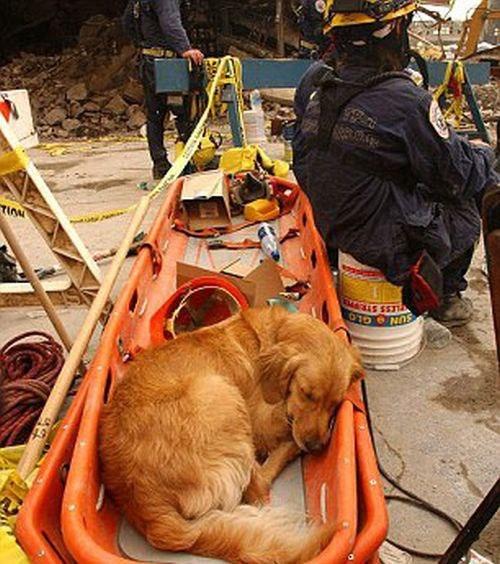 6 июня в техасе простились с последней собакой, участвовавшей в поисково-спасательной операции после терактов 11 сентября 2001 года в Нью-йорке. 05