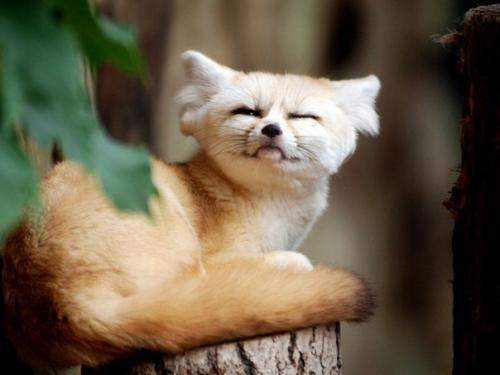 Самые умилительные в мире лисички - фенеки.

