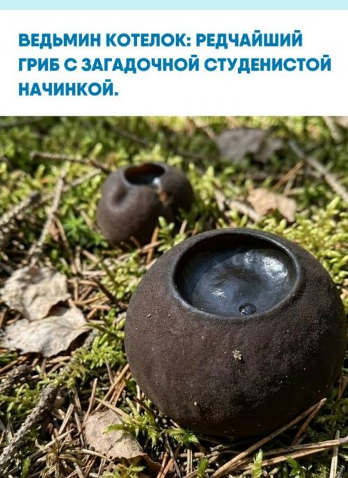 Саркосома шаровидная, известная в народе как ведьмин котелок, представляет собой уникальный весенний гриб - аскомицет.  