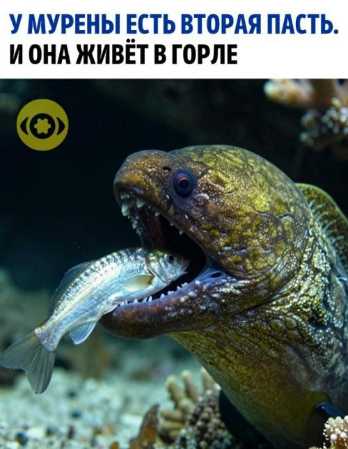 Большинство рыб убивает добычу одним рывком: открывает рот, создаёт всасывание, и жертву затягивает внутрь потоком воды. 

