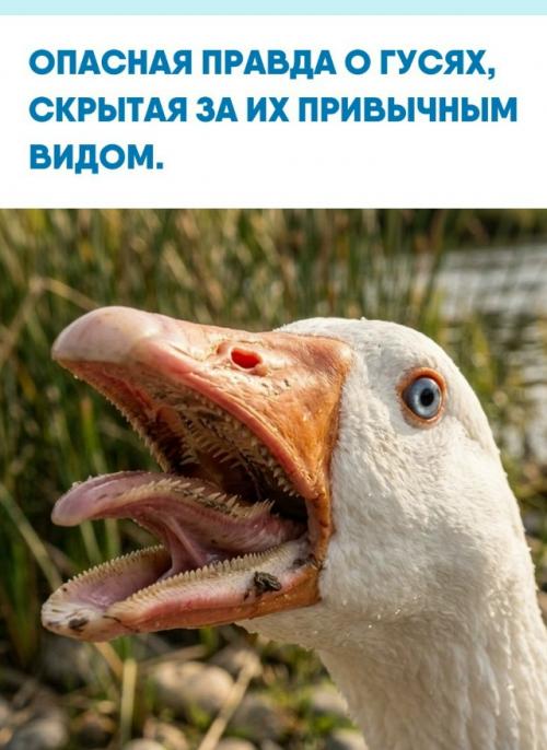 Страх многих детей перед гусями имеет под собой вполне реальные основания.  