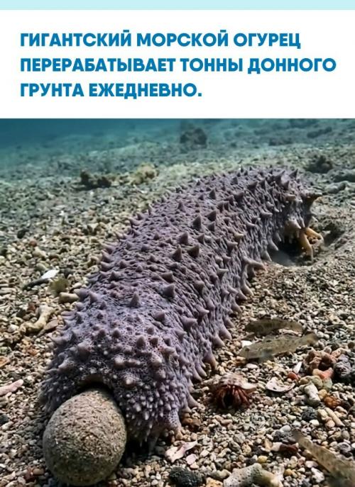 У этого существа нет инстинкта преследования, оно не ведет охоту и не занимается фильтрацией воды.  