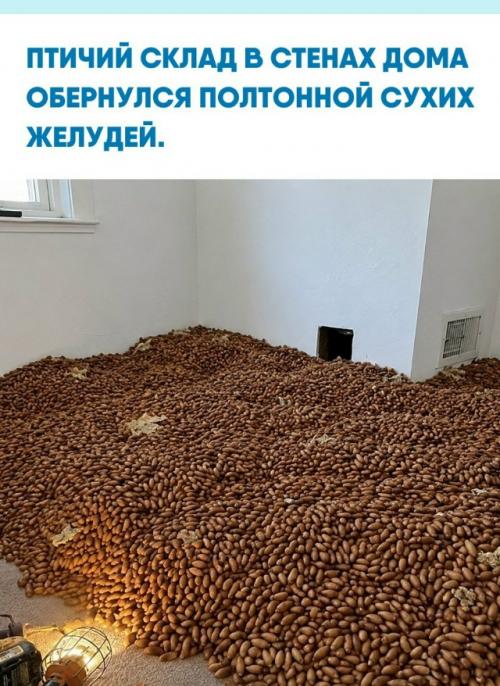 Годами жильцы частного дома списывали подозрительные шорохи и стуки на мышей или термитов, даже не подозревая об истинном масштабе проблемы.  
