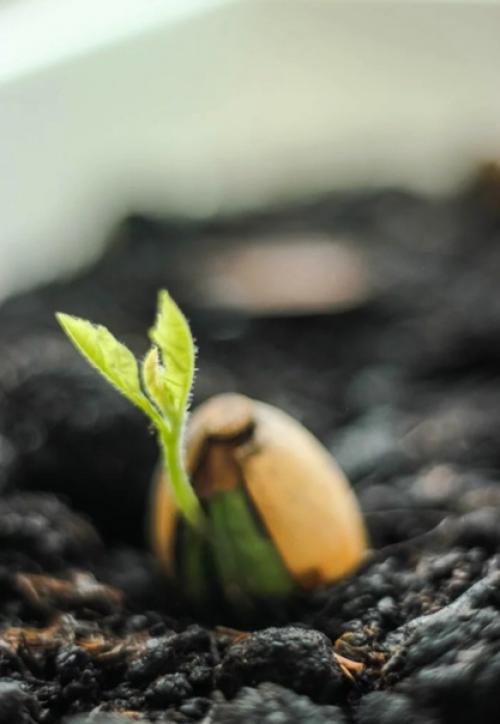 Дубы на крайнем севере. 01