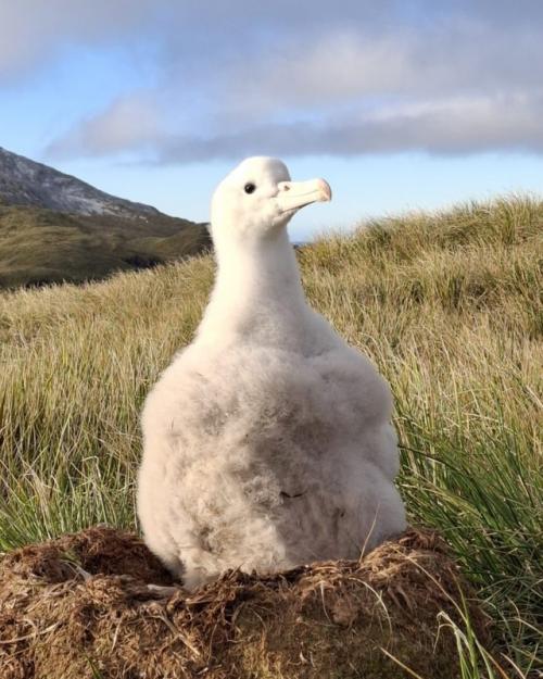 Кажется, будто у альбатросов - птенцов есть только два режима: 01
