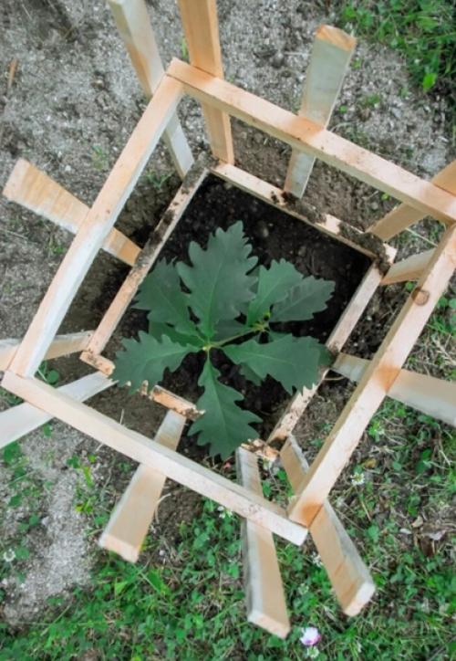 Дубы на крайнем севере. 05