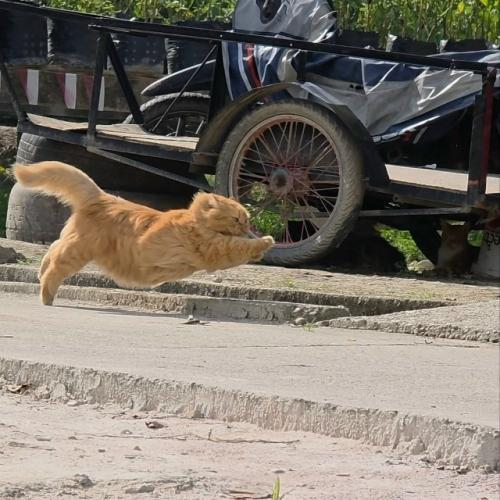 Эти фотографии - потрясающее доказательство того, что домашние коты на самом деле являются крошечными пушистыми суперкарами. 01