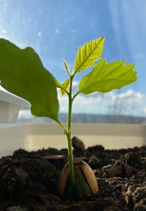 Дубы на крайнем севере. 03