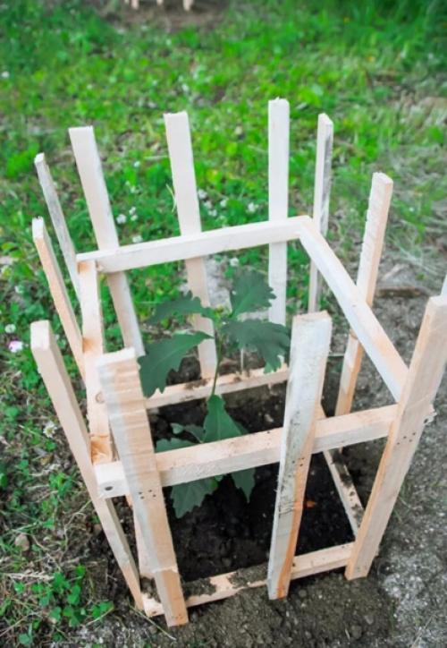 Дубы на крайнем севере. 04