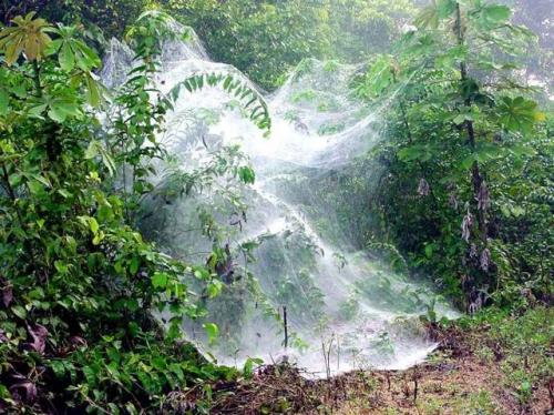 Пауки могут действовать как армия: тысячи особей объединяются для охоты. 02 Пауки могут действовать как армия: тысячи особей объединяются для охоты. 02