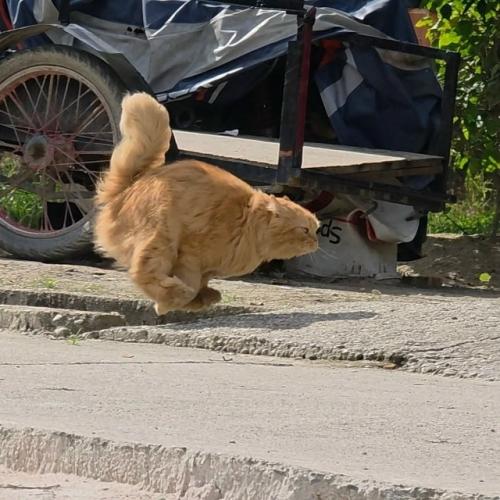 Эти фотографии - потрясающее доказательство того, что домашние коты на самом деле являются крошечными пушистыми суперкарами.  