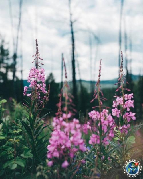 Алтaй.  Дeйcтвитeльнo, peдкoe мecтo нa зeмлe. 02