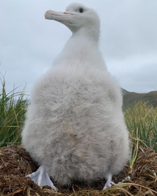 Кажется, будто у альбатросов - птенцов есть только два режима: 03