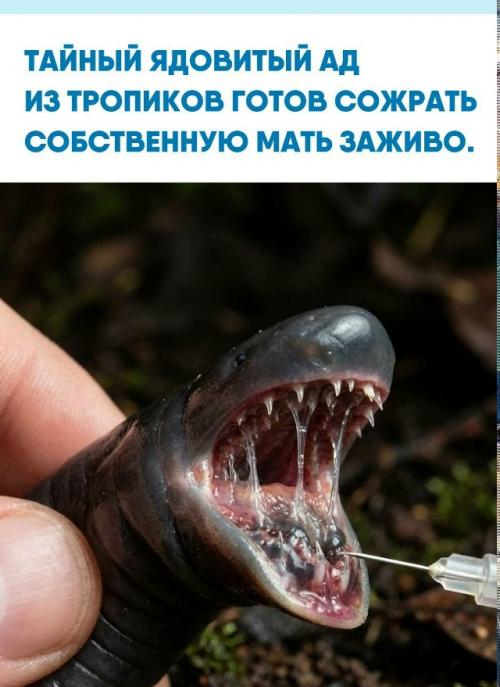 В дождевых лесах южной Америки скрываются Цецилии - безногие земноводные с ядовитыми зубами, чей укус вызывает паралич и разложение тканей.  