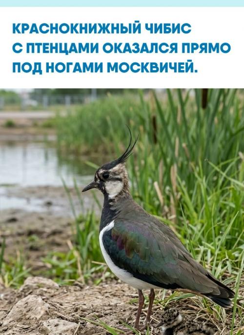 Редкую птицу с чёрным клювом и длинным хохолком заметили рядом с водоёмом в Косино - ухтомском.  