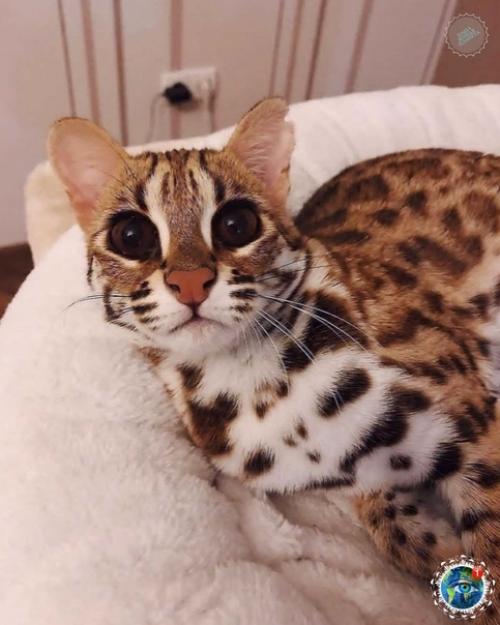 Азиaтcкaя леoпapдoвaя кoшкa. 01