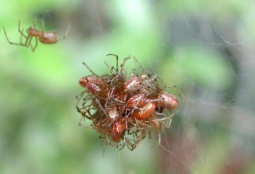 Пауки могут действовать как армия: тысячи особей объединяются для охоты. 01 Пауки могут действовать как армия: тысячи особей объединяются для охоты. 01