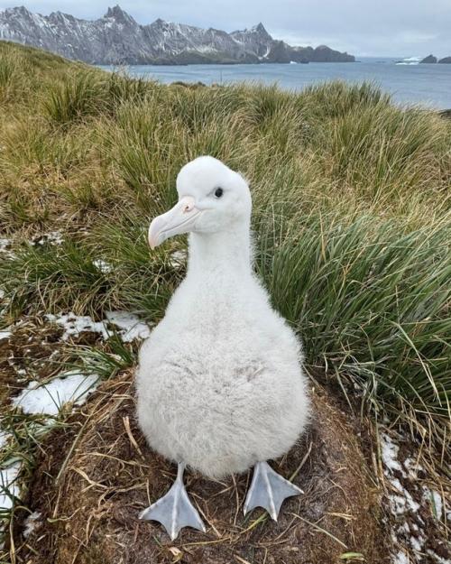 Кажется, будто у альбатросов - птенцов есть только два режима: 02