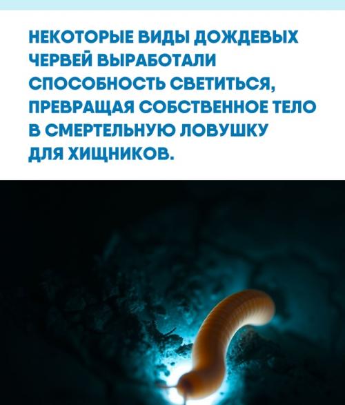 Мир под нашими ногами хранит множество удивительных адаптаций, невидимых на первый взгляд.  