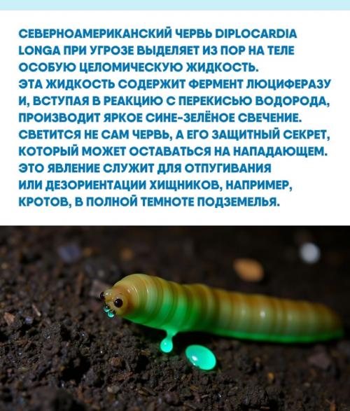 Мир под нашими ногами хранит множество удивительных адаптаций, невидимых на первый взгляд. 01