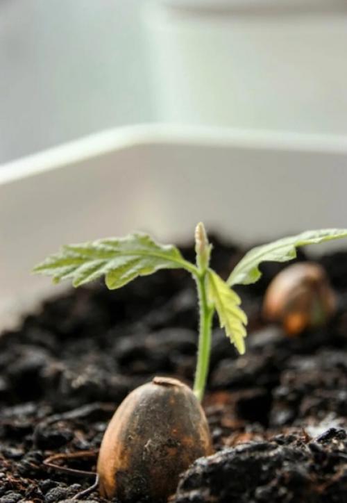 Дубы на крайнем севере. 02