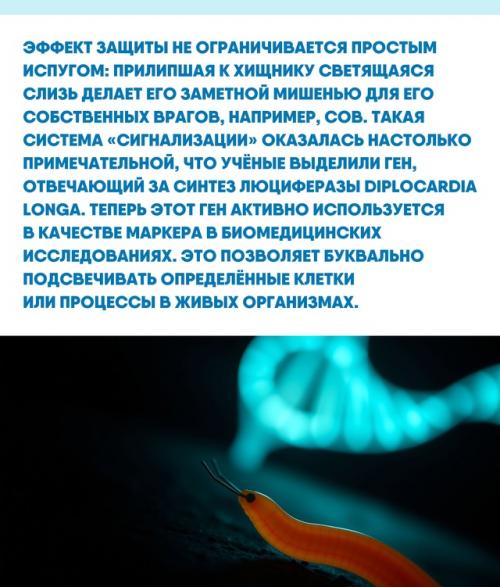Мир под нашими ногами хранит множество удивительных адаптаций, невидимых на первый взгляд. 02