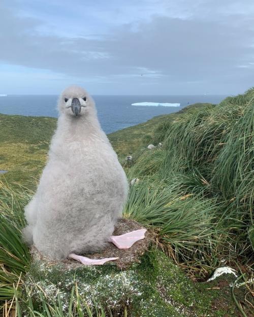Кажется, будто у альбатросов - птенцов есть только два режима: 05