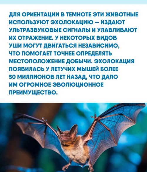 Интересно, что изучение строения крыльев и эхолокации летучих мышей вдохновляет инженеров на создание новых летательных аппаратов и сенсоров. 02