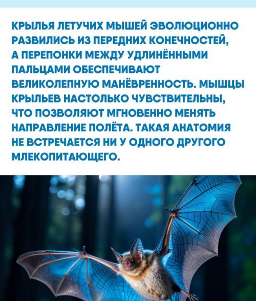 Интересно, что изучение строения крыльев и эхолокации летучих мышей вдохновляет инженеров на создание новых летательных аппаратов и сенсоров. 01